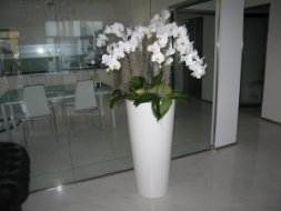 Foto Composizione orchidee