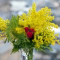 Mimosa con rose