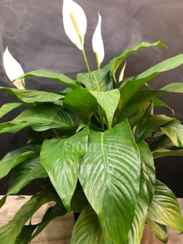 Spathiphyllum