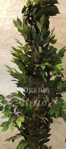 Foto Ficus exotica