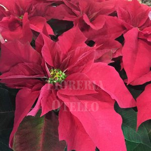 Stella di Natale (poinsettia)