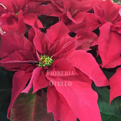 Stella di Natale (poinsettia)