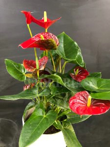 Anthurium