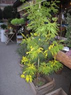 Pianta di mimosa