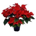 Stella di Natale (poinsettia)