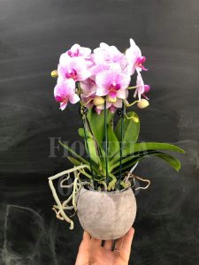 orchidea phalenopsis in vaso