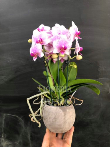 orchidea phalenopsis in vaso