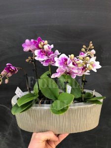 orchidee phalenopsis in vaso ceramica