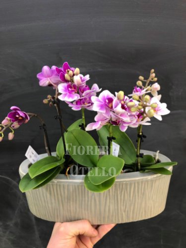 Foto orchidee phalenopsis in vaso ceramica