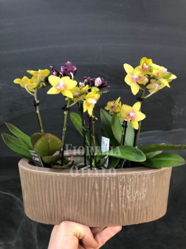 Foto phalenopsis
