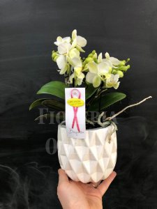 orchidee phalenopsis