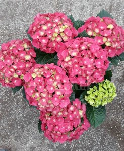 PIANTA ORTENSIA ROSA, BANCA, AZZURRA