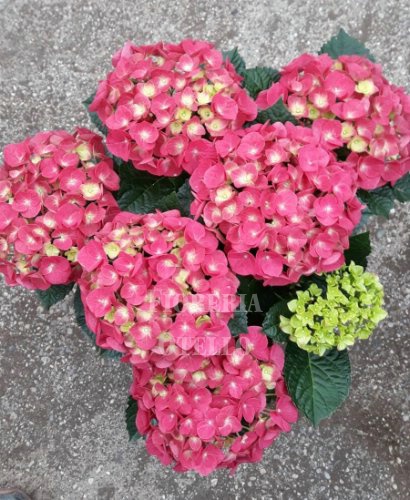 Foto PIANTA ORTENSIA ROSA, BANCA, AZZURRA